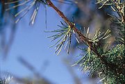 Larix sibirica leaves.jpg