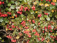 Crataegus laevigata 03 ies.jpg