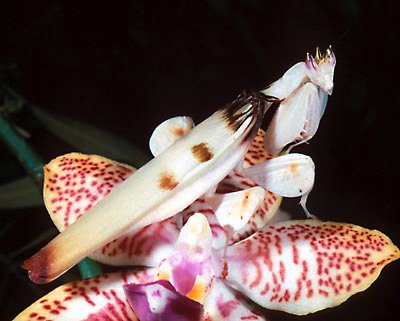 Цветочные наряды орхидейных богомолов (25 фото)