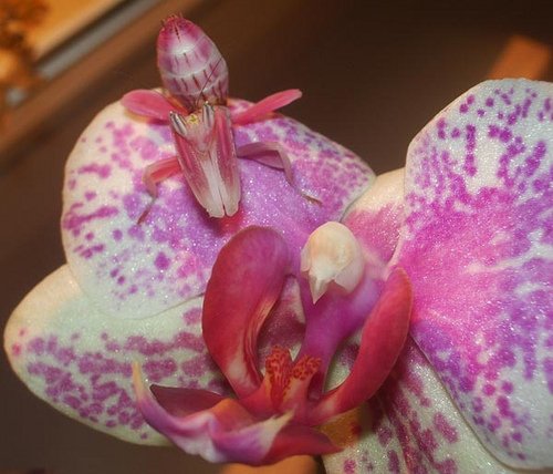Цветочные наряды орхидейных богомолов (25 фото)