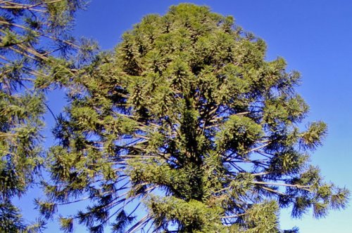 ТОП-10: Чрезвычайно опасные деревья смерти