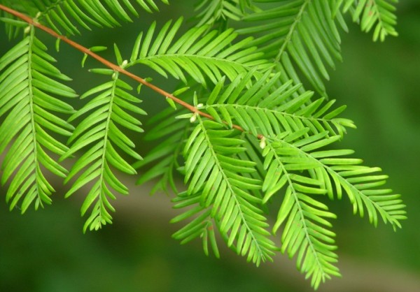 Metasequoia-glyptostroboides-1