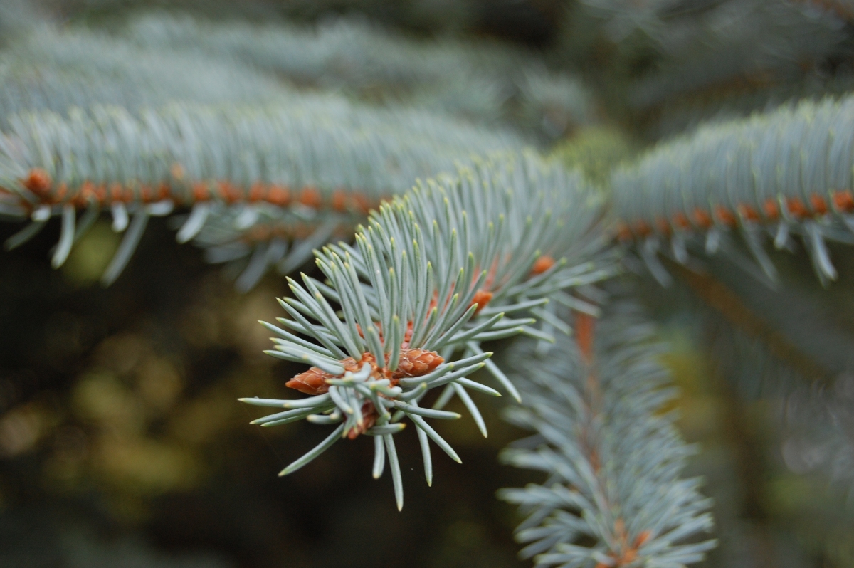 Picea_pungens_1