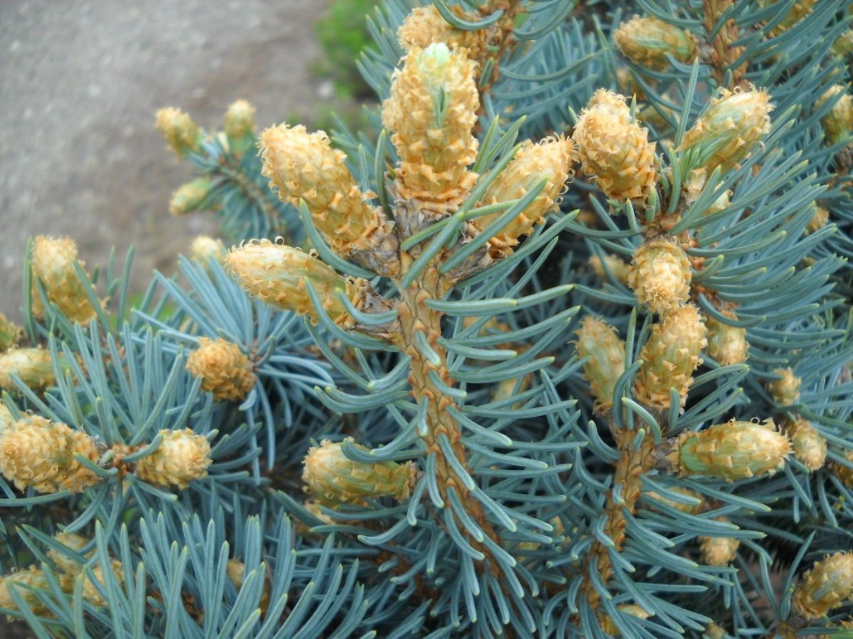 Picea_pungens_Chramosta