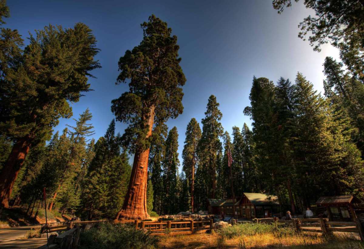 Sequoia_sempervirens_6