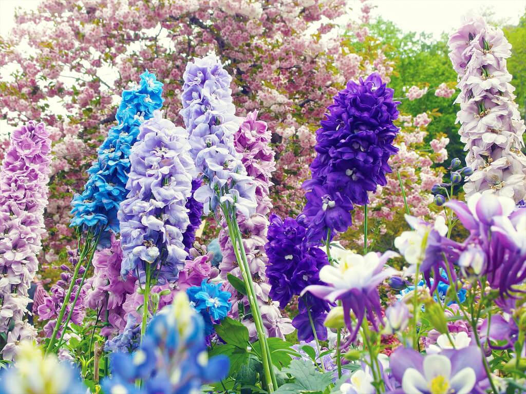 multi colored delphinium