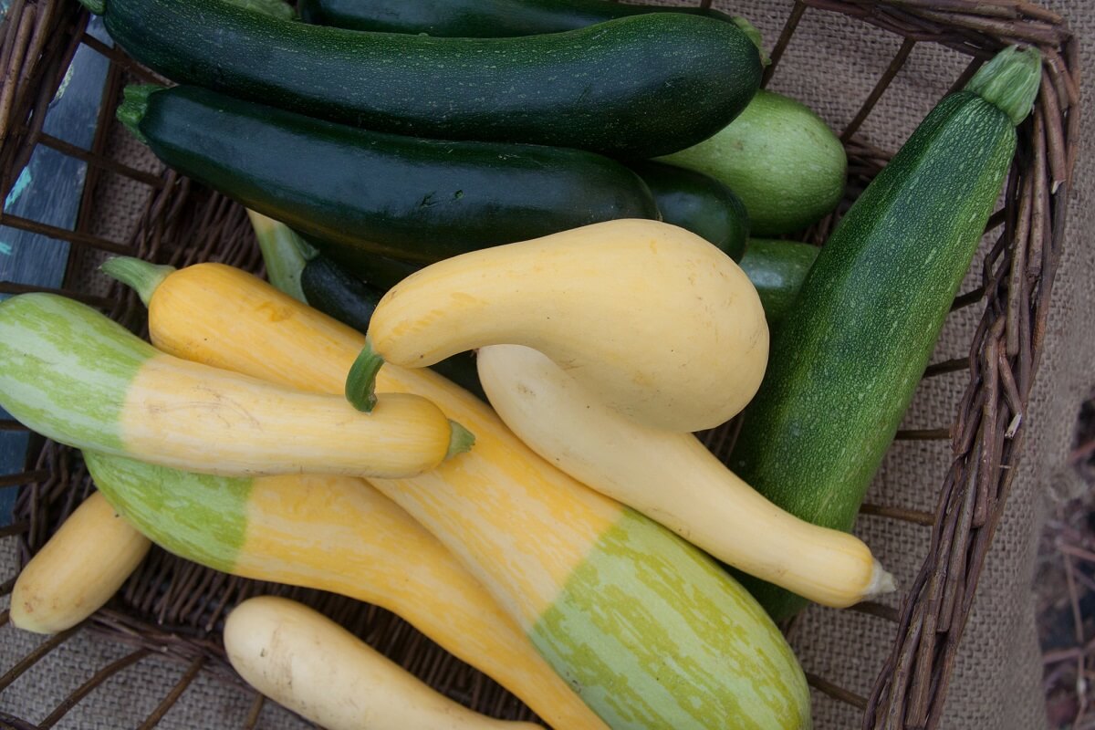 summer squash recipes