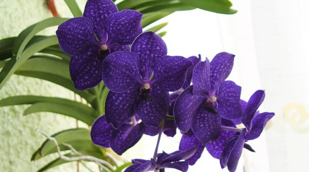 Как ухаживать за орхидеями Ванда