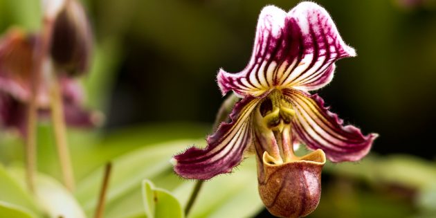 Как ухаживать за орхидеями Пафиопедилум