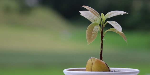 Как вырастить авокадо из косточки: Всходы