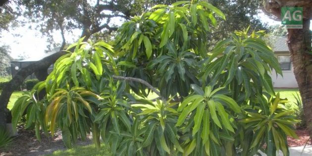 Как вырастить манго из косточки в домашних условиях: Посадите семя