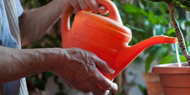 Как вырастить манго из косточки в домашних условиях: Посадите семя