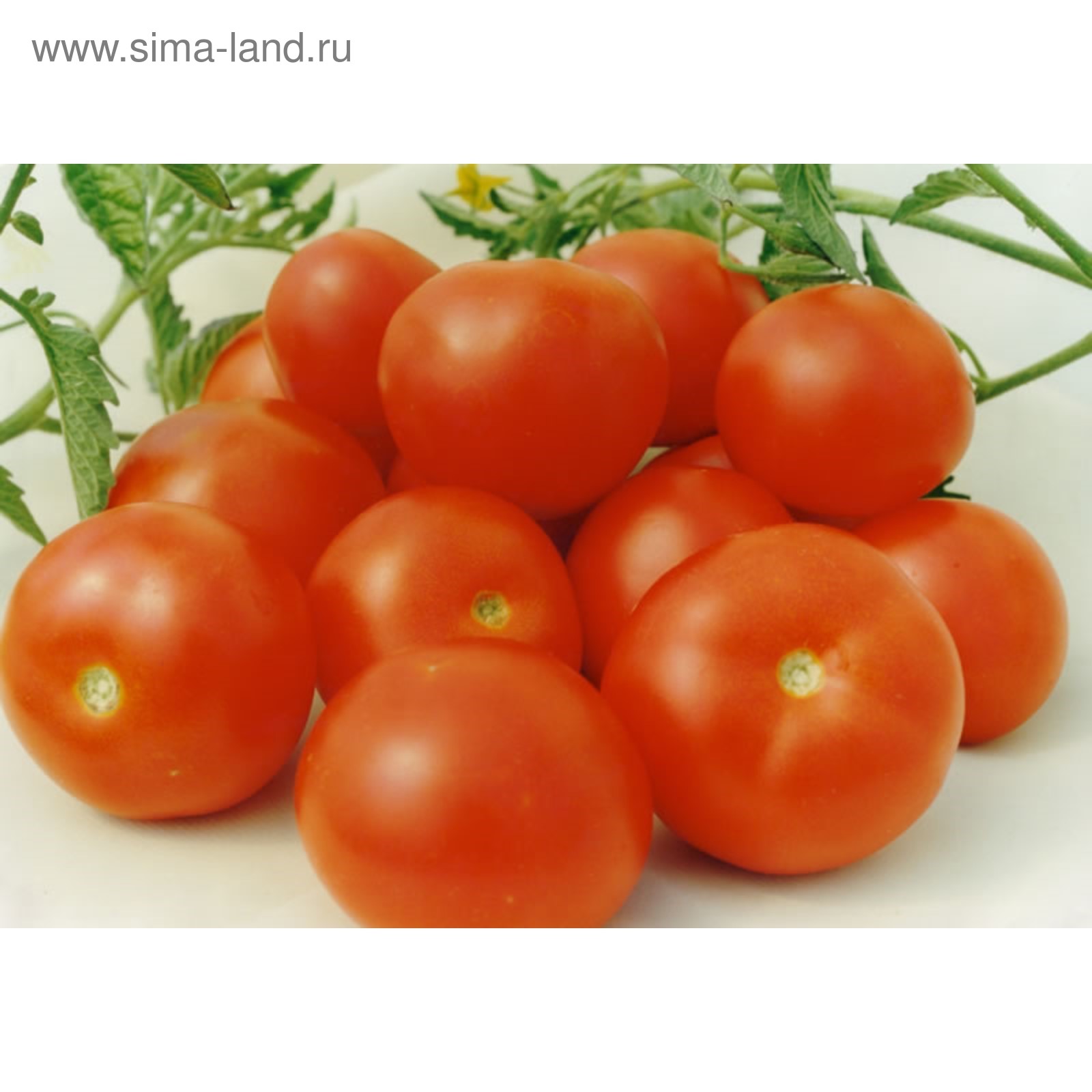 Семена томатов Гном