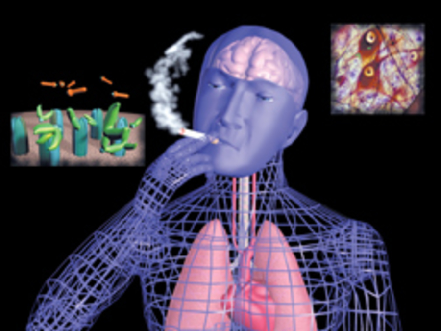 Brain 89. Воздействие марихуаны на мозг. Влияние марихуаны на мозг человека видео.