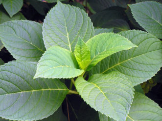 Bigleaf hydrangeas (Hydrangea macrophylla) need ample moisture and afternoon shade to prevent wilting.