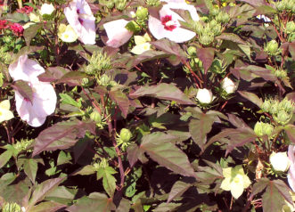 Dark leaves of ‘Kopper King’ Hibiscus.