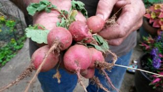 Fresh dug radishes straight from the garden.