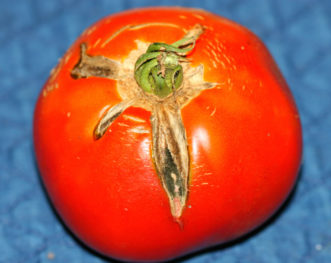 Growth cracks on tomato fruit.