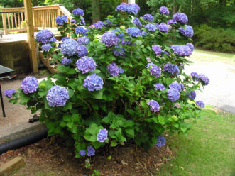 Growth habit of bigleaf hydrangea (Hydrangea macrophylla).