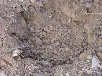 Hand dug planting hole with notched walls to enhance root spread into the surrounding clay soil.