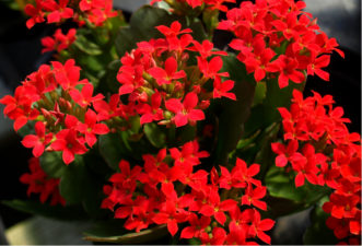 Kalanchoes come in a wide range of colors such as this red, single flowering variety of kalanchoe (Kalanchoe blossfeldiana).