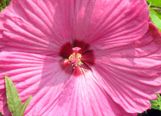 One of the brightly colored ‘Disco Belle’ hibiscus hybrids