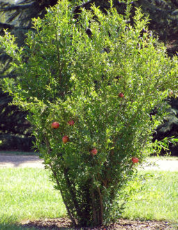 Pomegranate growth habit.