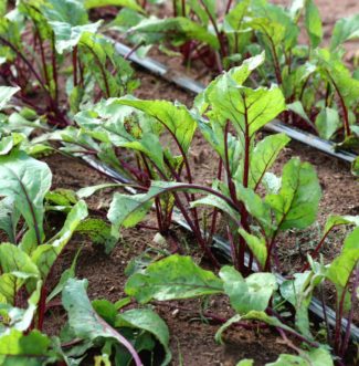 Red Ace Beets growing in the garden. 