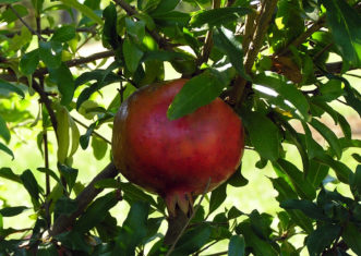 Ripe pomegranate fruit. 