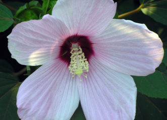 Rose Mallow is highly variable and the parent to many hybrids.