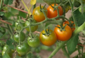 Super Sweet 100 have smaller fruits that are often used in salads.