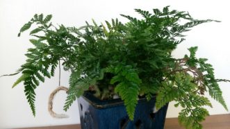 The Squirrel’s Foot Fern (Davallia trichomanoides) should be grown in a north facing window.