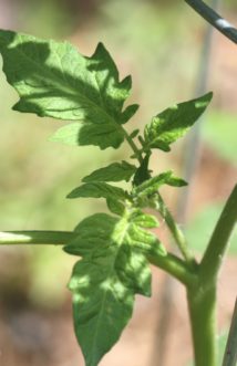 Tomato sucker growing between the main stem and the branch.