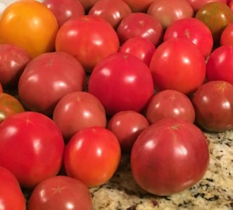 Tomatoes (Solanum lycopersicum) are popular vegetable garden plants.