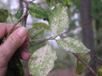 Numerous white male euonymus scales (Unaspis euonymi) may almost cover the undersides of leaves. The females are larger and darker. 
