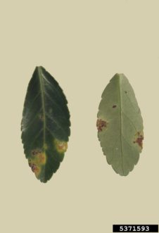 Cercospora leaf spot on Japanese euonymus (Euonymus japonicus)