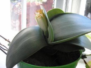 Гемантус белоцветковый