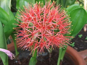 Гемантус многоцветковый