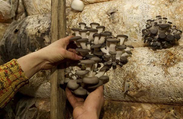 Как вырастить грибы вешенки в мешках
