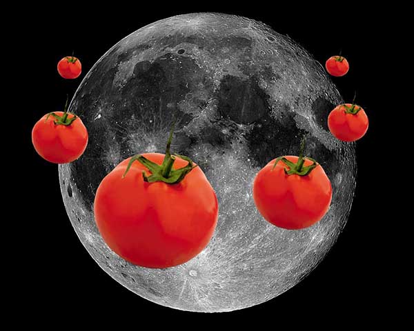 Когда сажать помидоры по лунному календарю