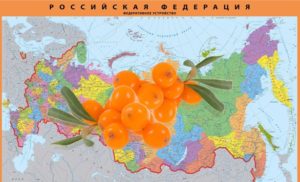 Когда сажать облепиху в Подмосковье, Поволжье, на Урале и в Сибири