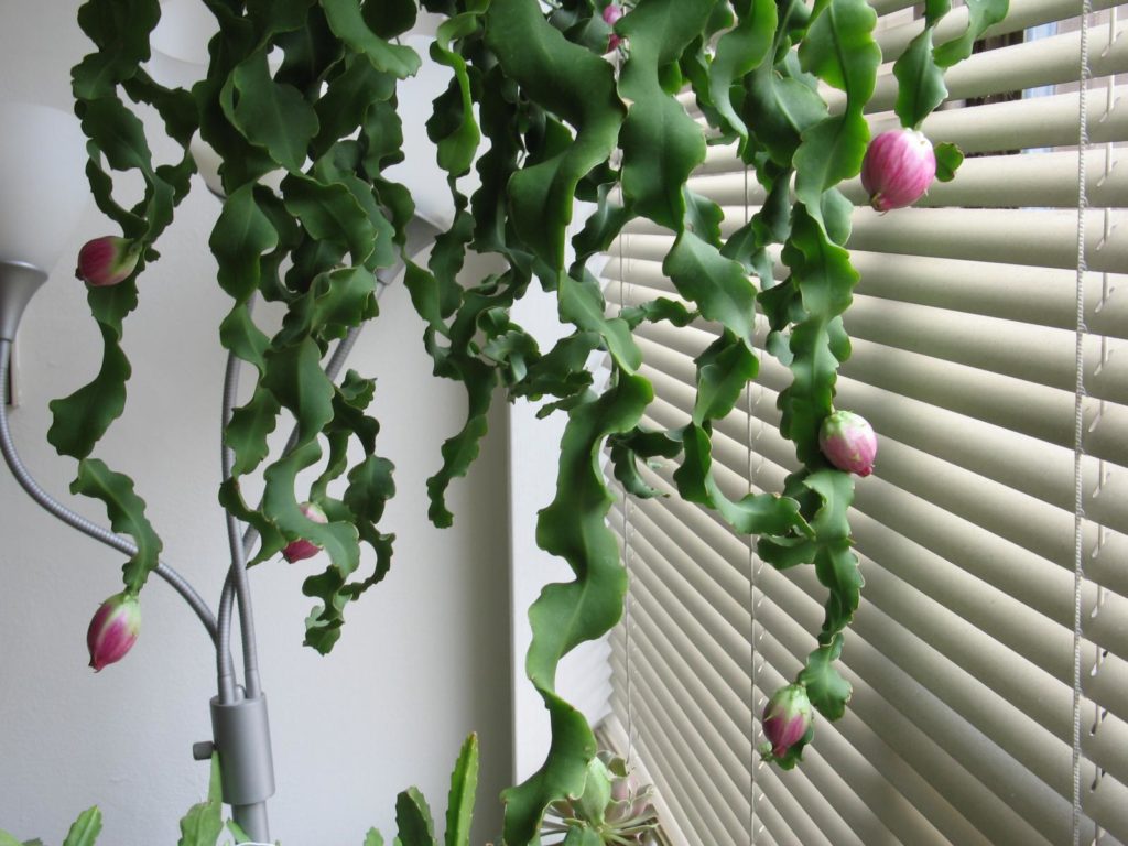 кактус с волнистыми стеблями