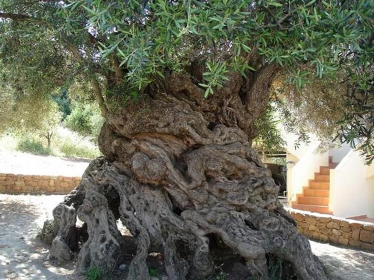 Оливковое дерево в интерьере, фото № 8