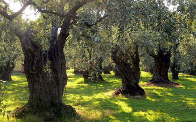 Олива - дерево жизни, фото № 5