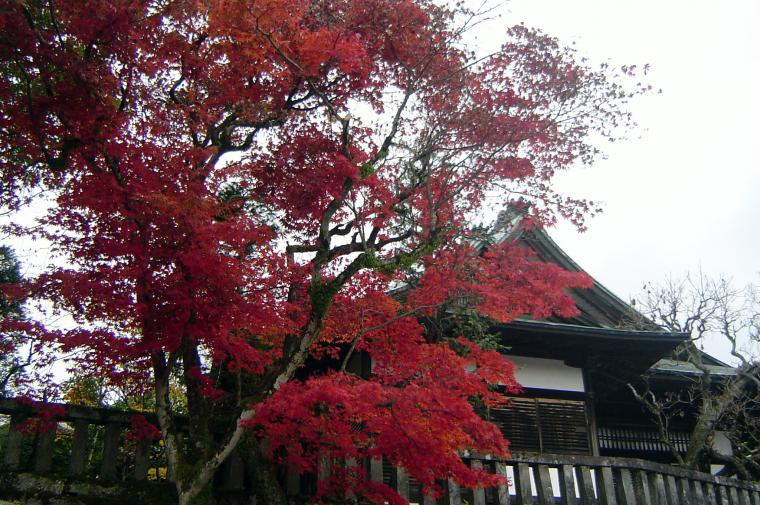Момидзи Мацури - любование красными листьями клена., фото № 3
