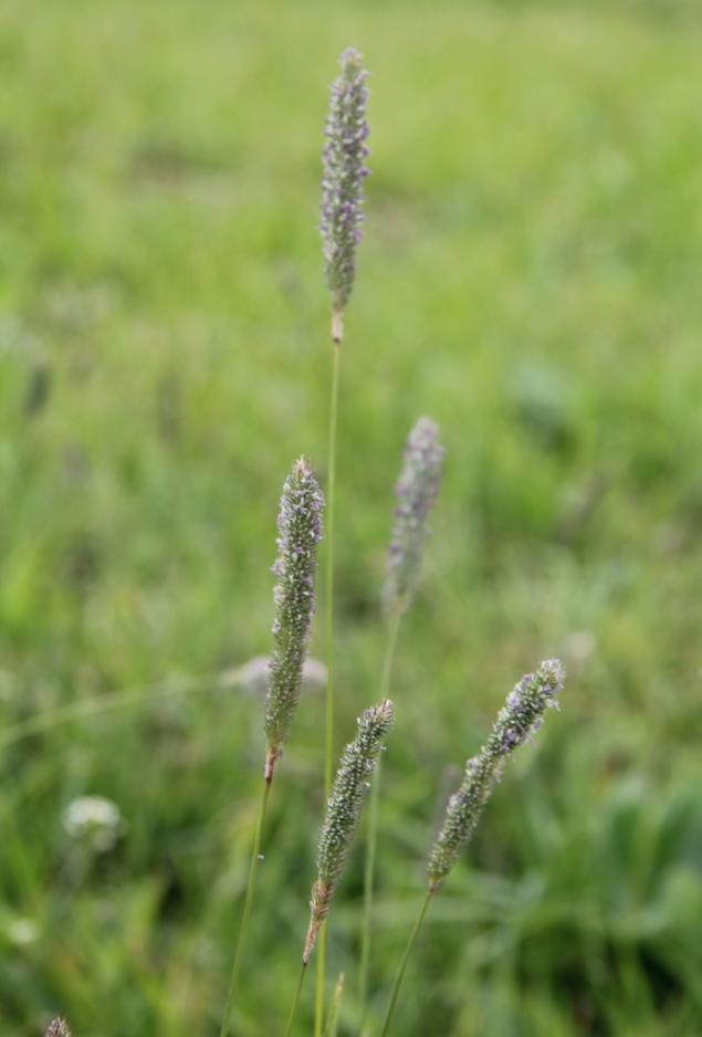 Виртуальный гербарий, часть 1 (сбор луговых трав, июнь 2014г.), фото № 25
