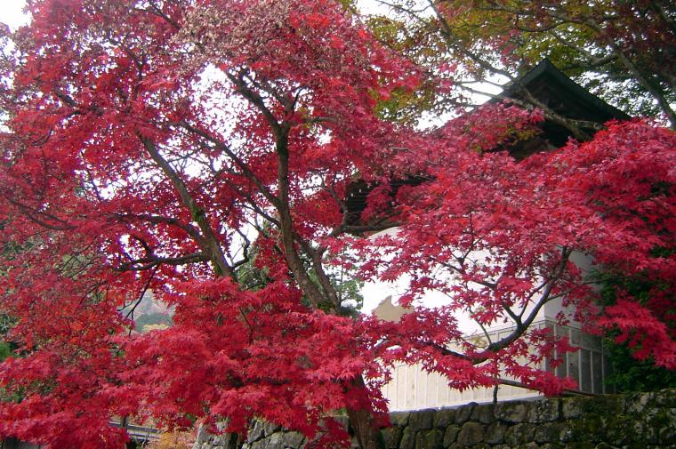 Момидзи Мацури - любование красными листьями клена., фото № 1