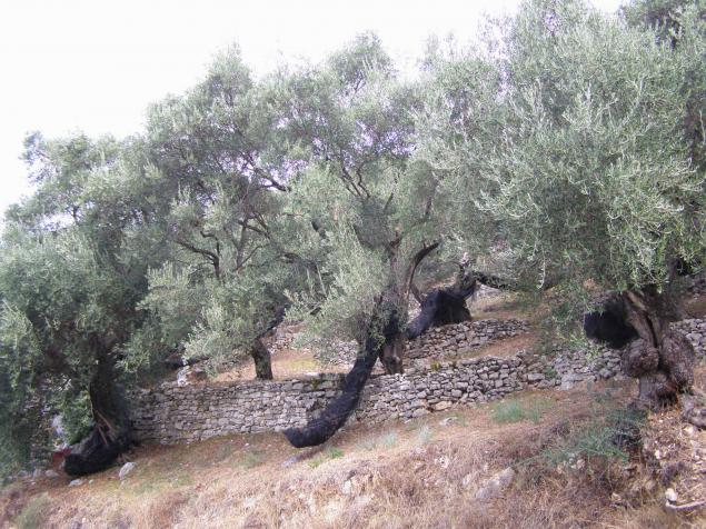 Портреты оливковых деревьев, фото № 6