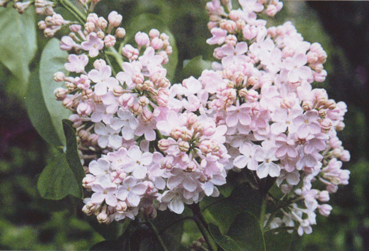 Время сирени, фото № 27