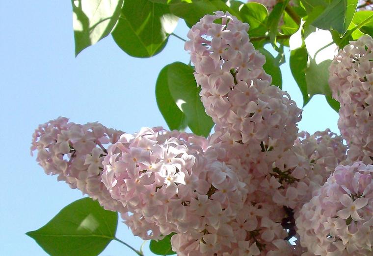 Время сирени, фото № 15